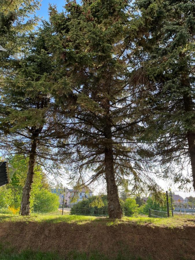 Apartament Pod Swierkiem Jastrzębia Góra Buitenkant foto